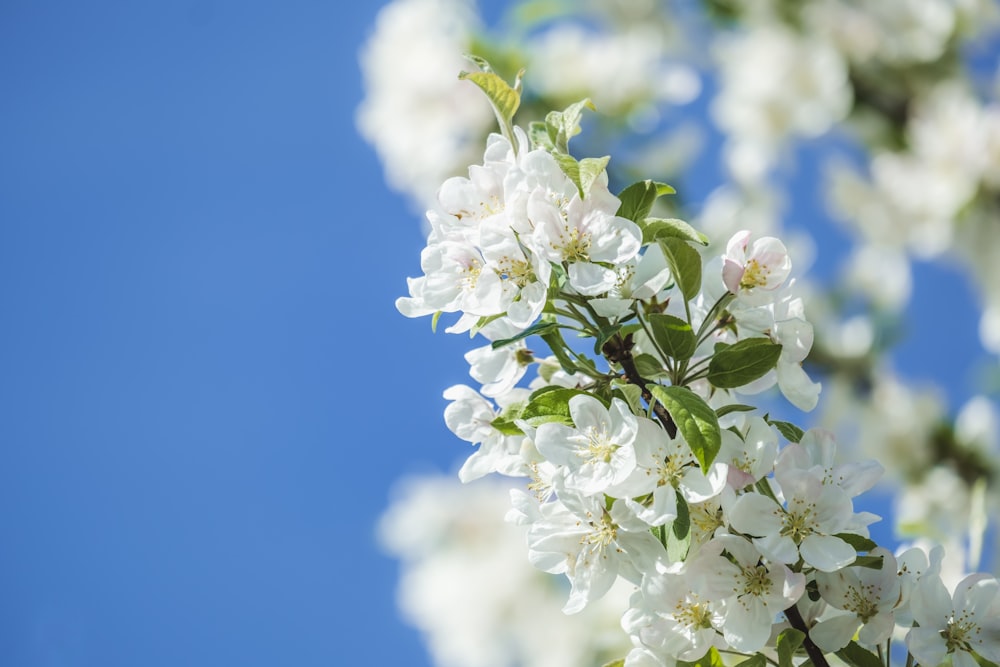 white cherry blossom in bloom during daytime