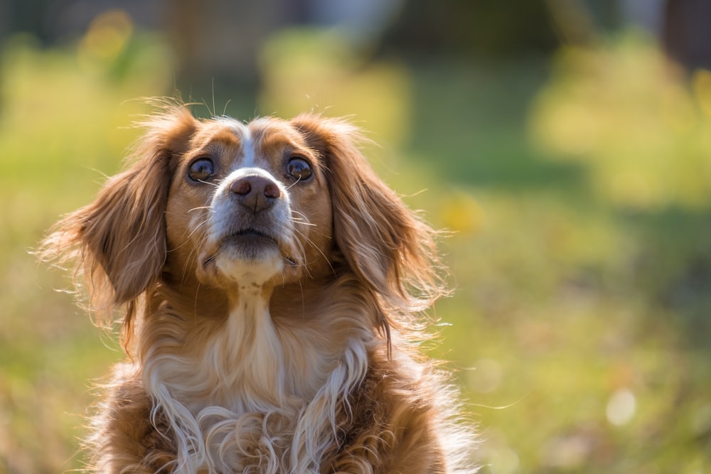 brown and white long coated dog