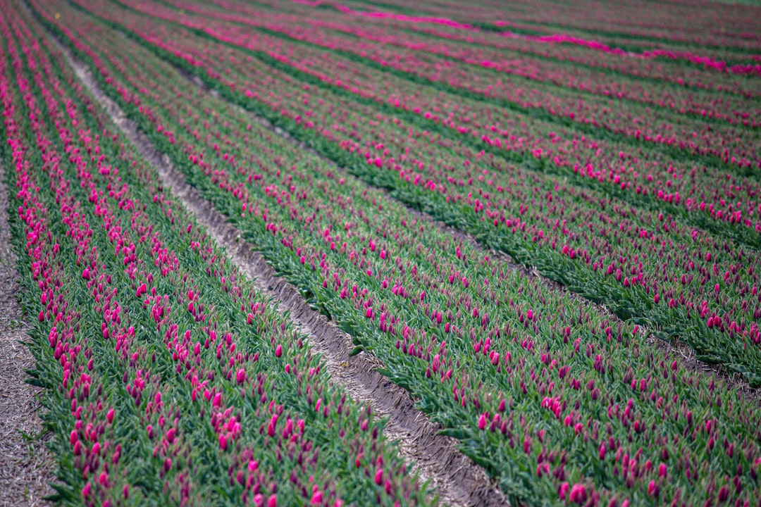 purple and white flower field during daytime