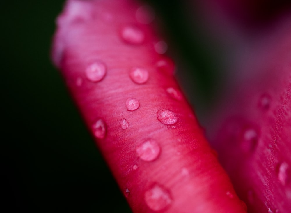 紫色の植物の水滴