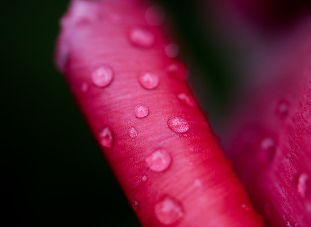 water droplets on purple plant