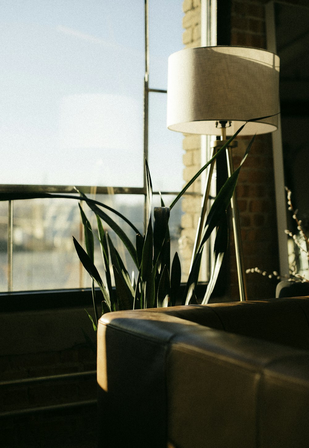 green plant near glass window