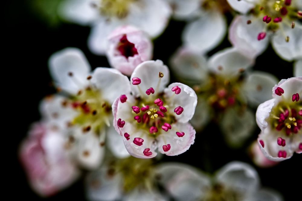 white and pink flower in macro shot