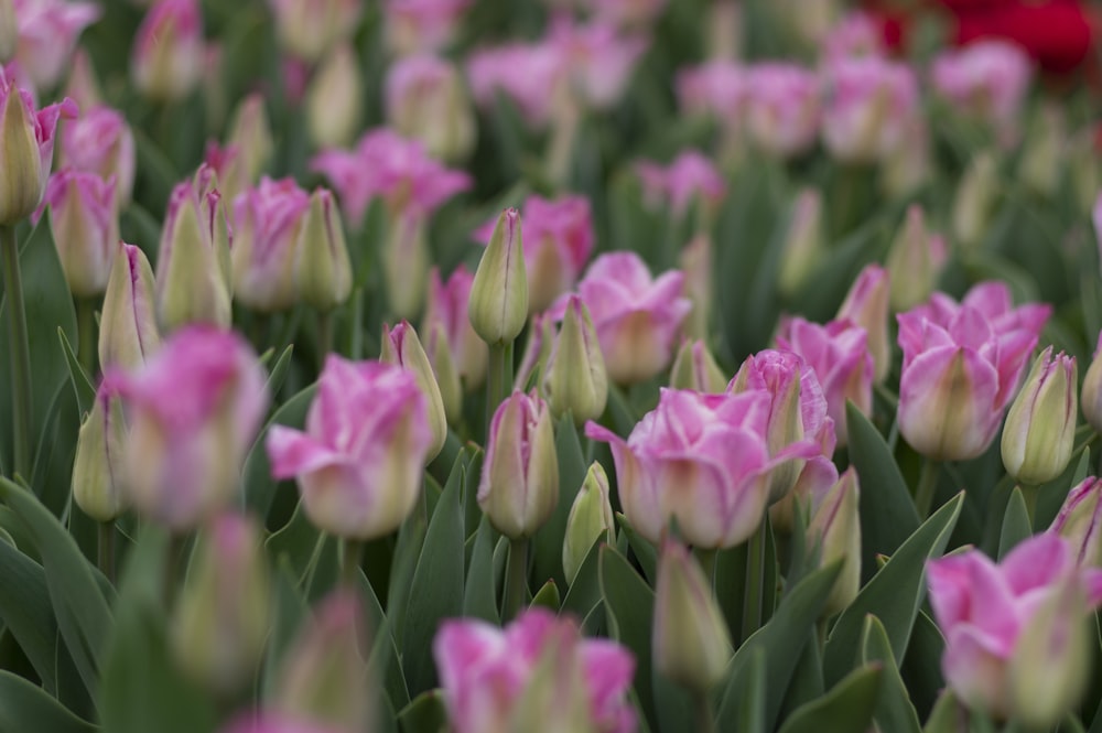 tulipas cor-de-rosa em flor durante o dia