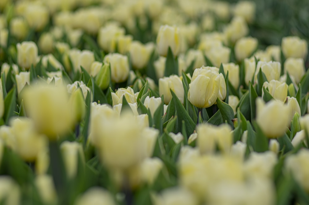 white flower buds in close up photography