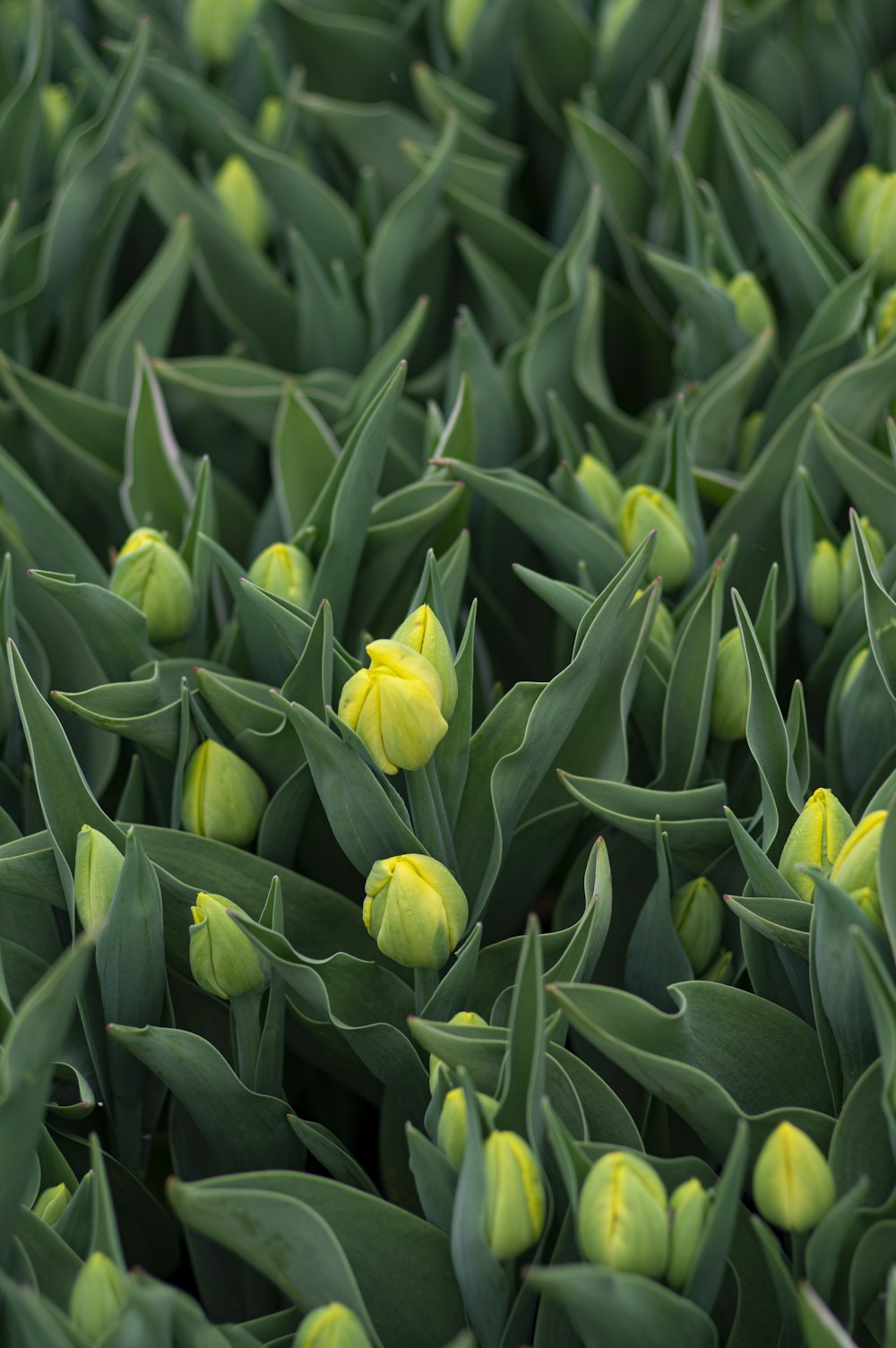 yellow flower in green leaves