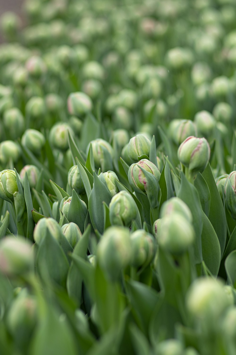 green and white flower buds