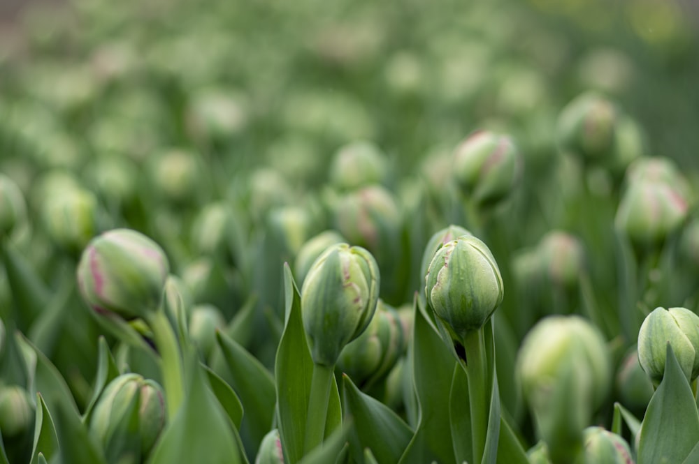 botões florais verdes na lente tilt shift