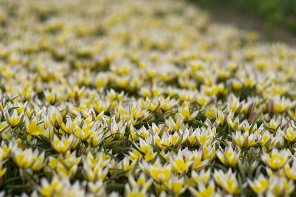 champ de fleurs jaunes et blanches