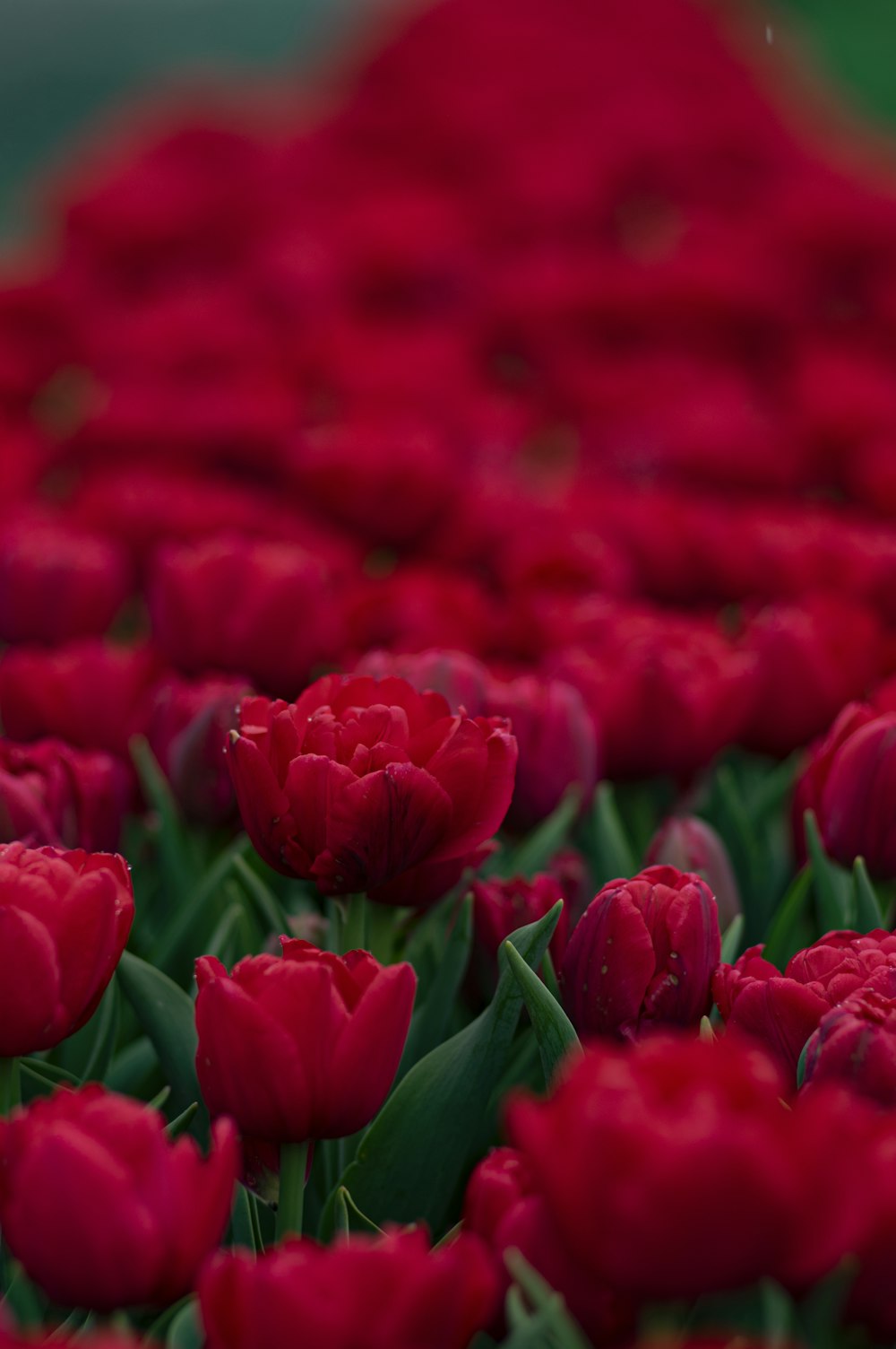 Tulipanes rojos en fotografía de primer plano