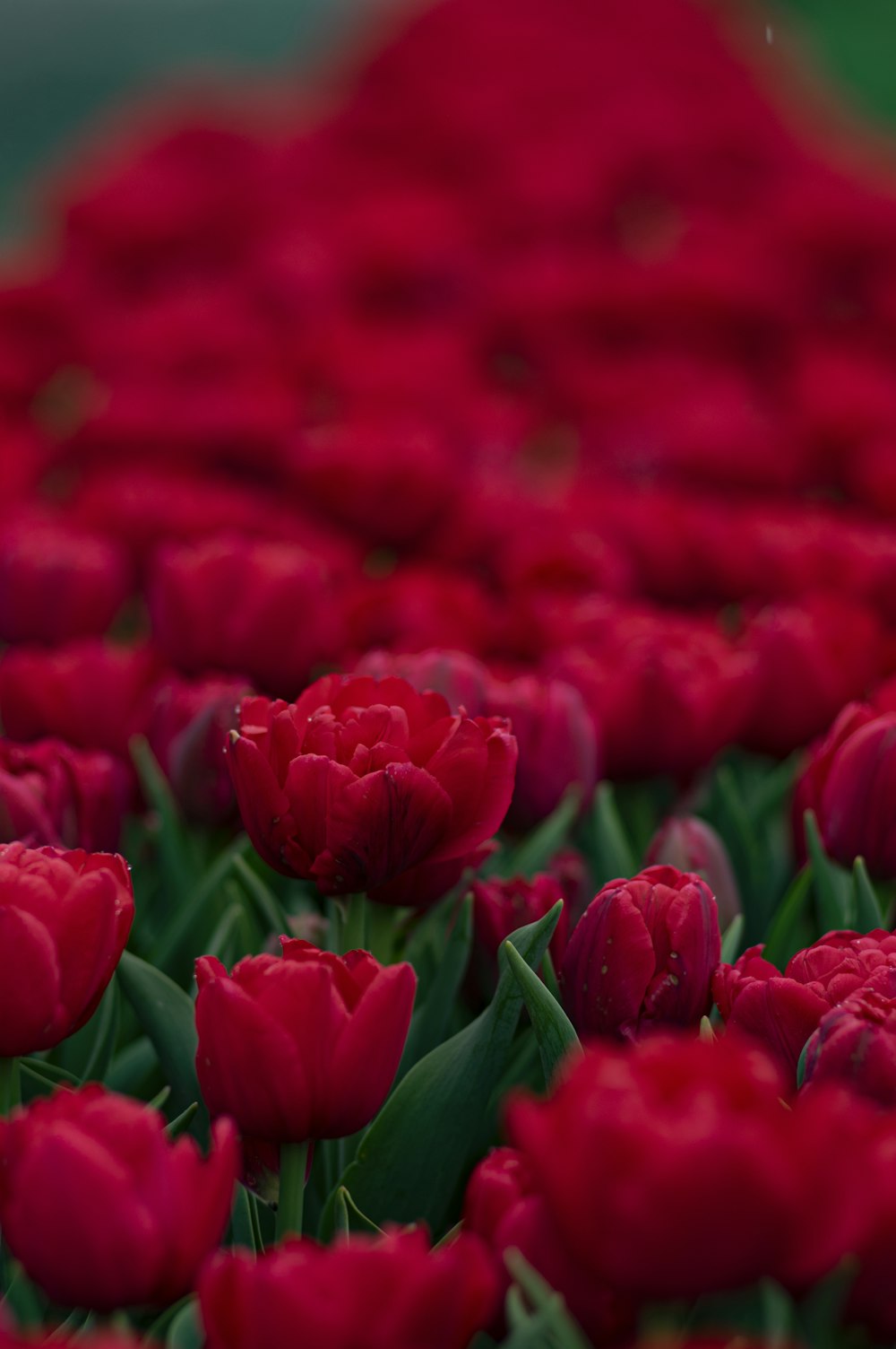 red tulips in close up photography