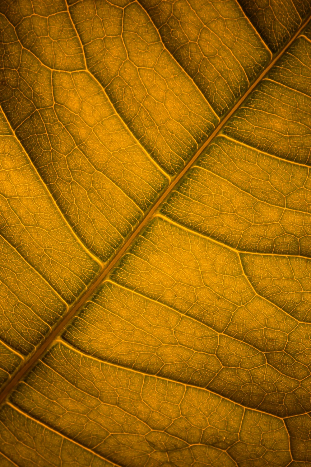 green leaf in close up photography