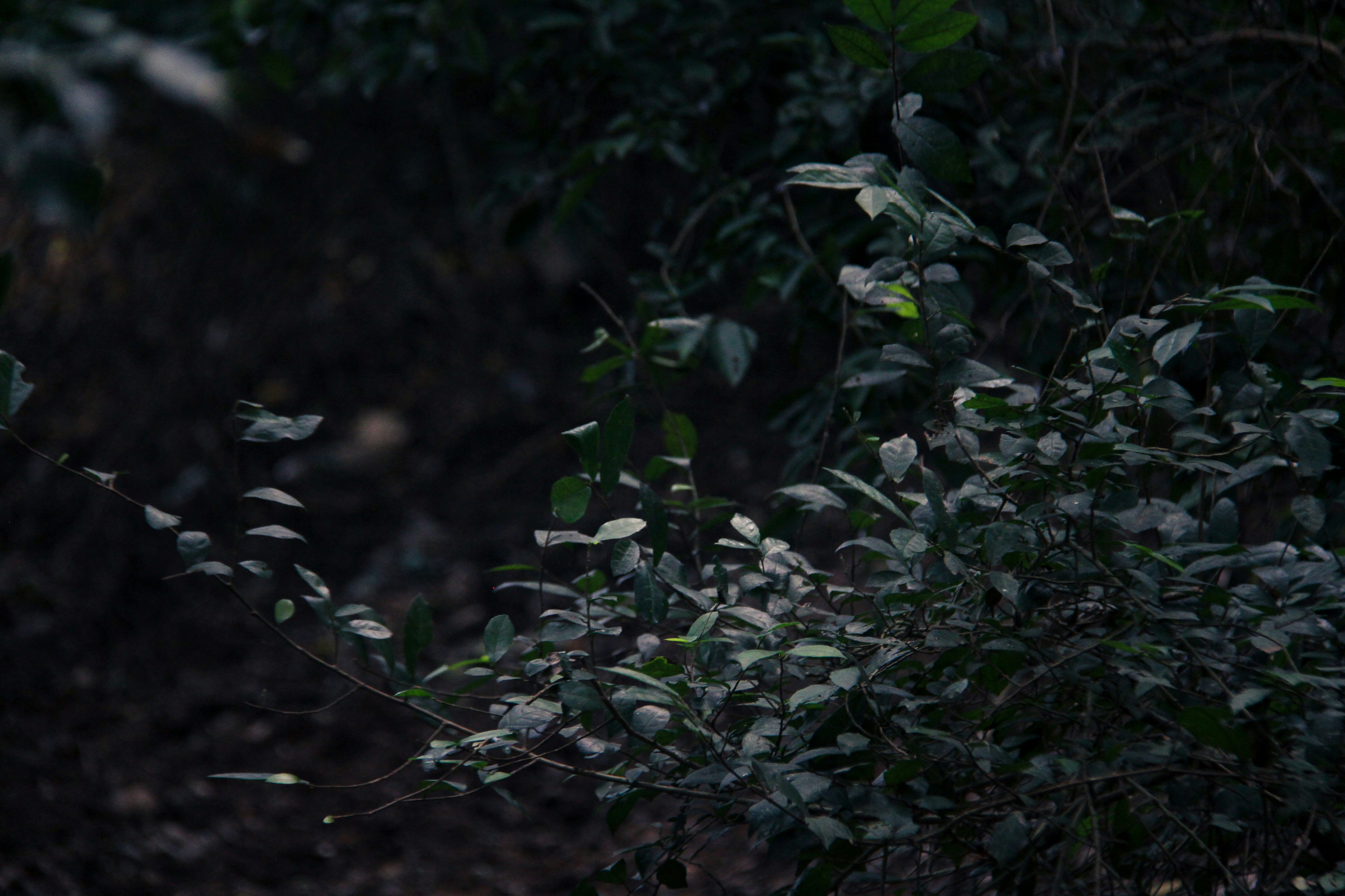 Photo by susith_deshan