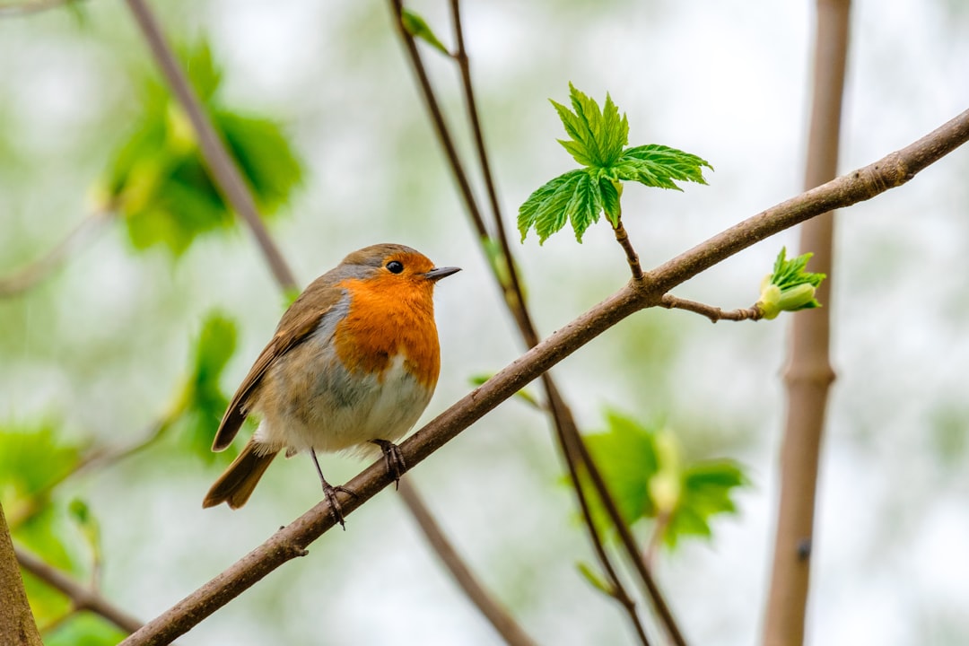  brown and white bird on tree branch during daytime robin