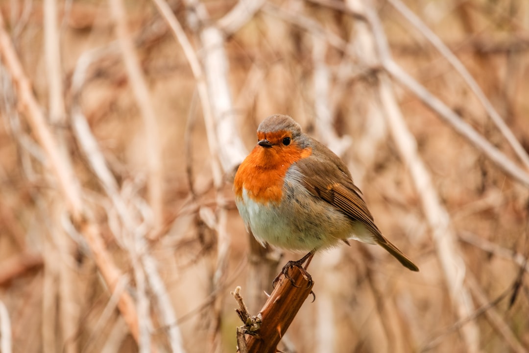 orange white and brown bird on brown tree branch during daytime