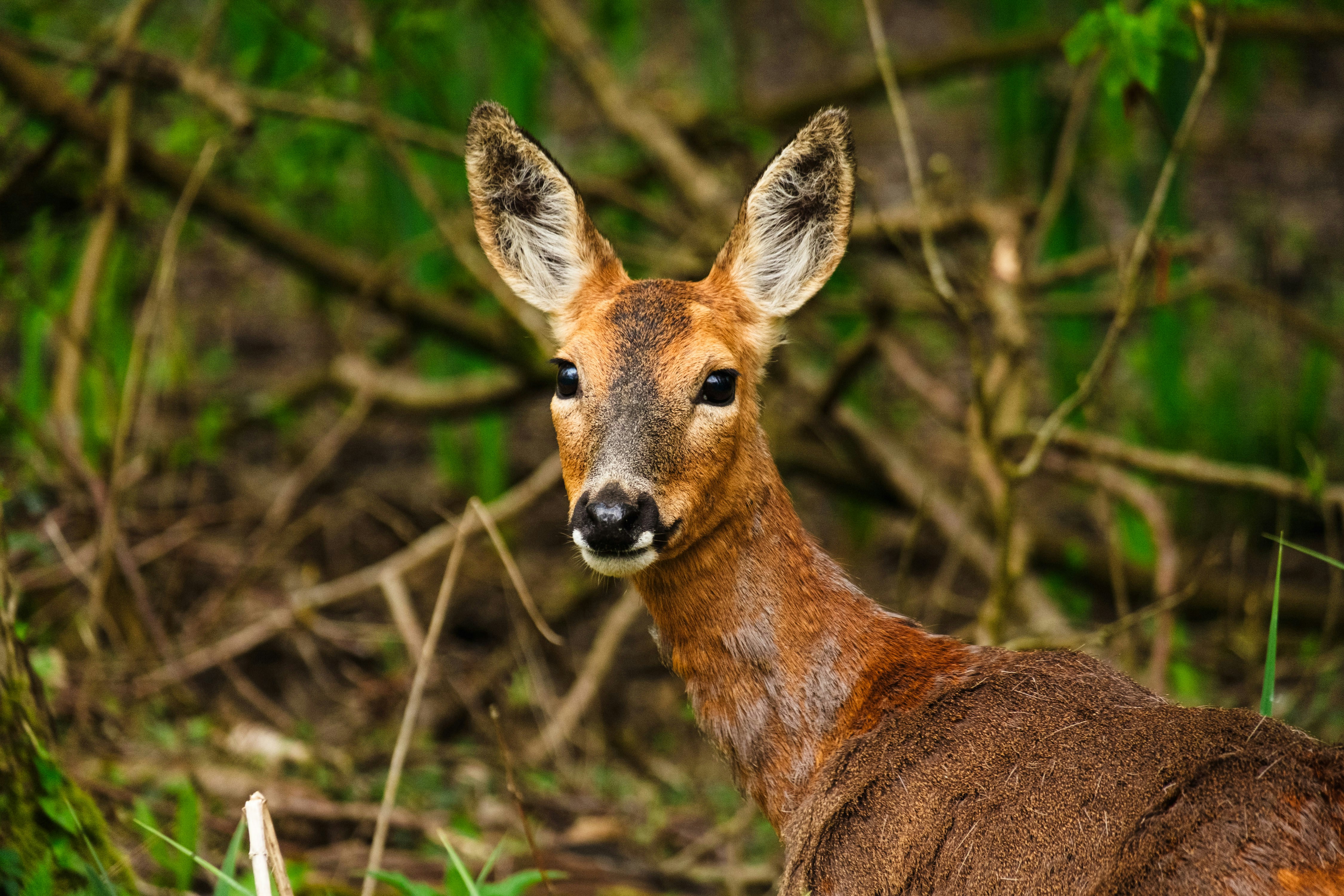 טיפול במצבים של הפרעה פוסט-טראומטית ודיכאון מג'ורי
