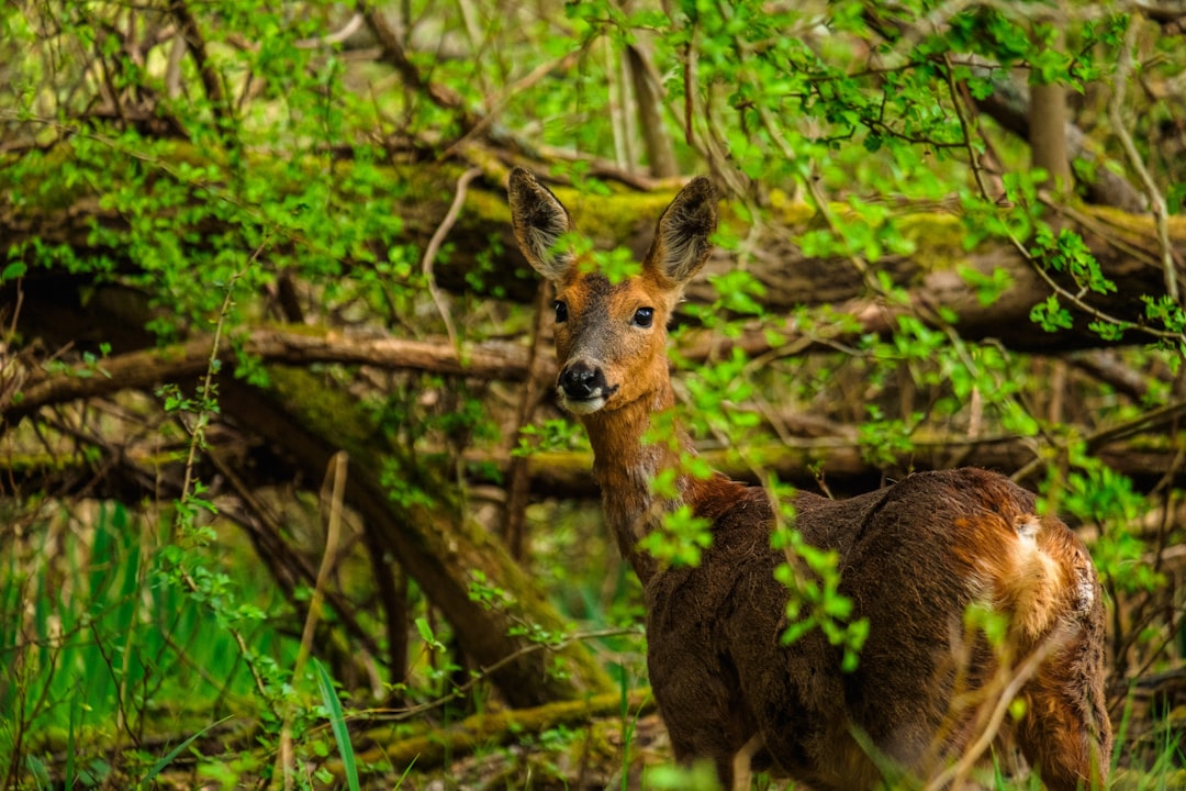 brown deer on green grass during daytime