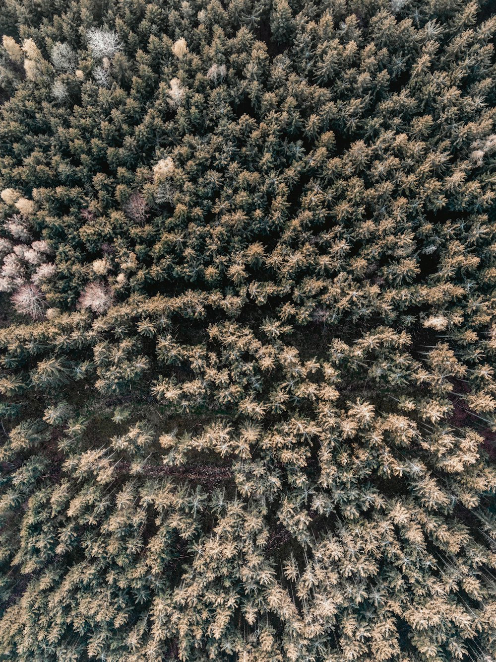 aerial view of forest during daytime