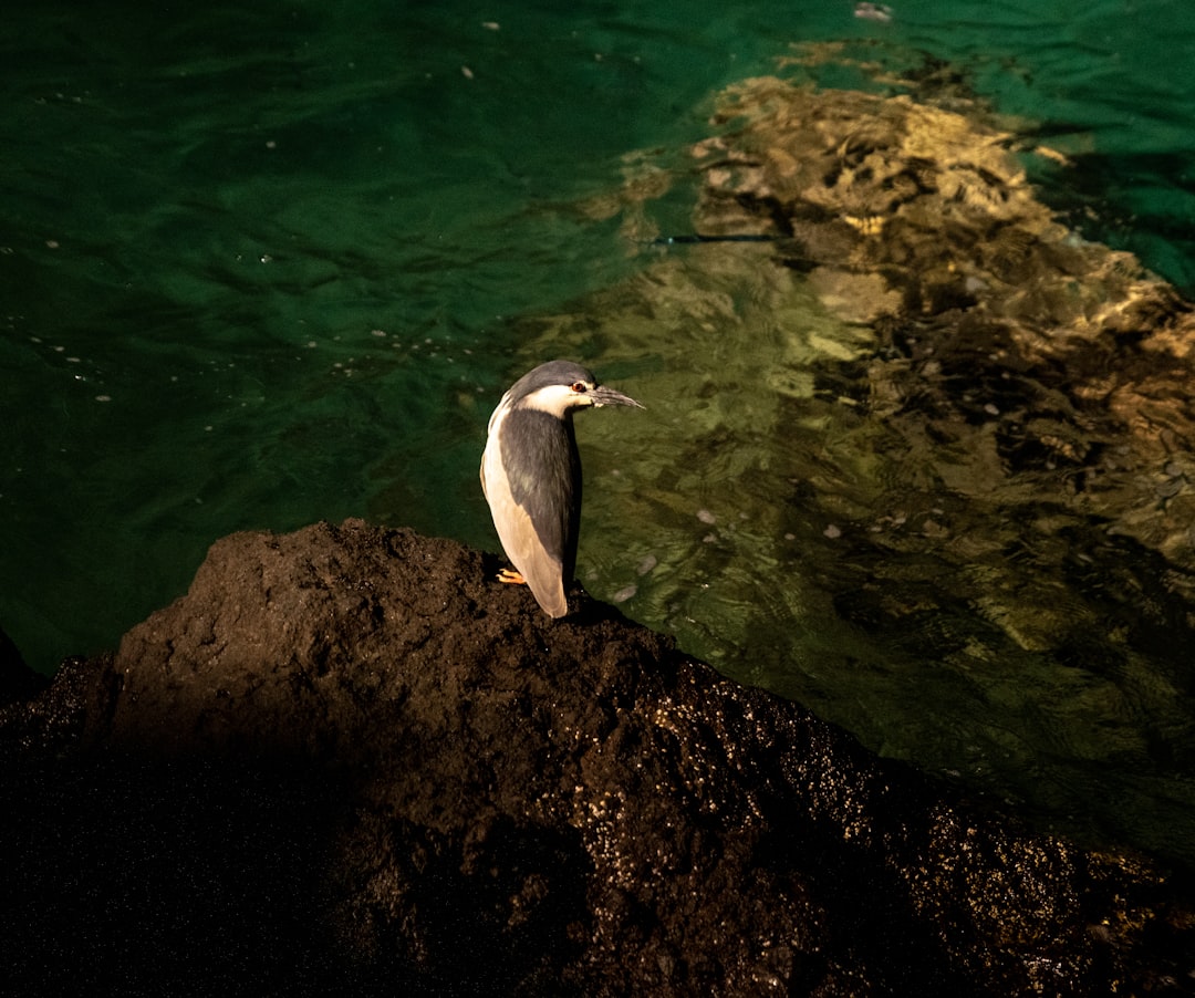 white and black bird on rock near body of water during daytime