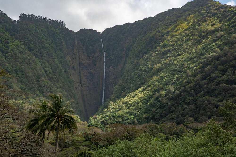 árboles verdes en la montaña bajo el cielo nublado durante el día