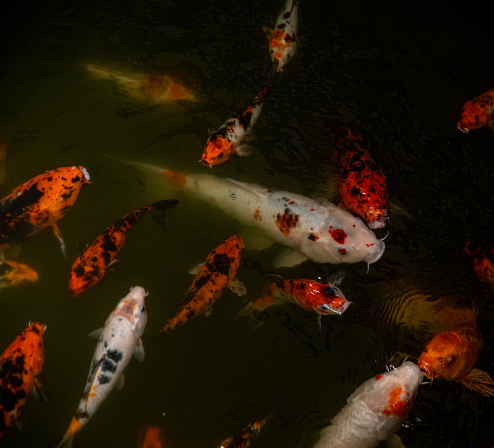 white and orange koi fish