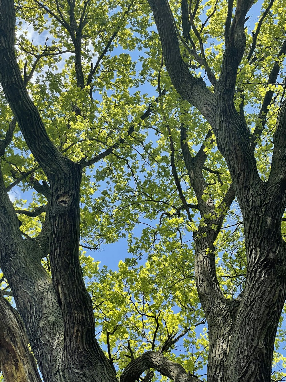 green tree under blue sky during daytime