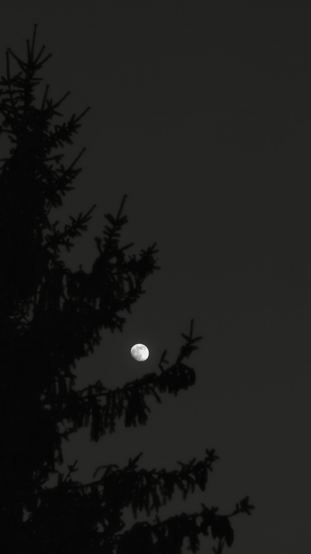 full moon over trees during night time