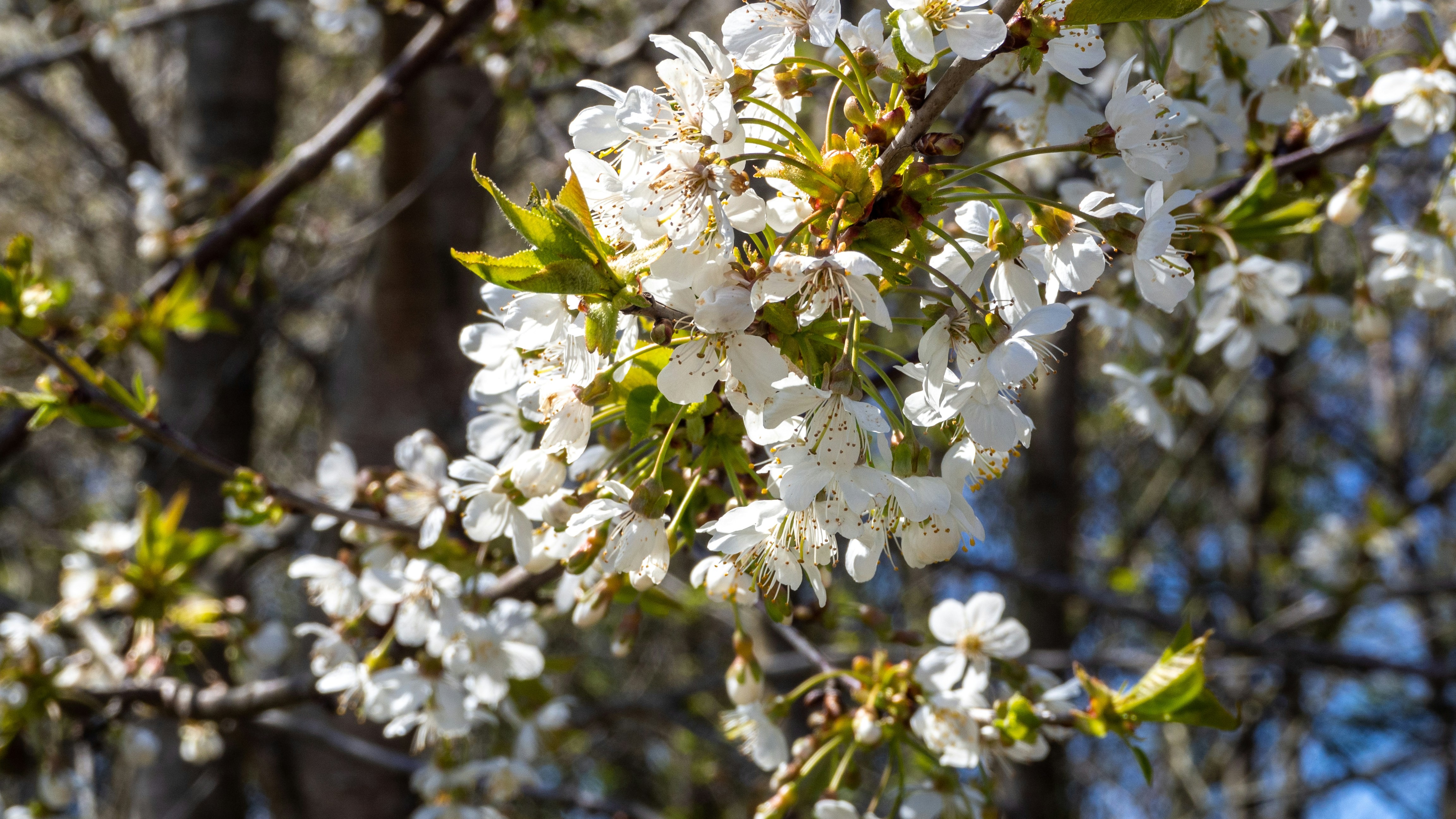 Afbeelding van Vaassen