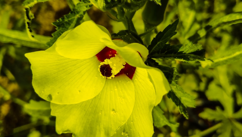 yellow and red flower with green leaves