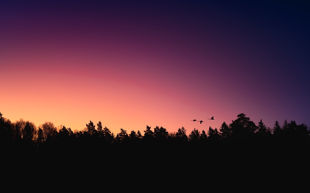 silhouette of trees during sunset