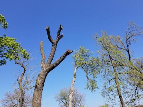 A clear blue sky serves as the backdrop for several trees with varying amounts of leaves. Some trees have sparse foliage, while others show more vibrant, green leaves. The largest tree in the center appears to have been pruned, with thick, bare branches stretching upward.