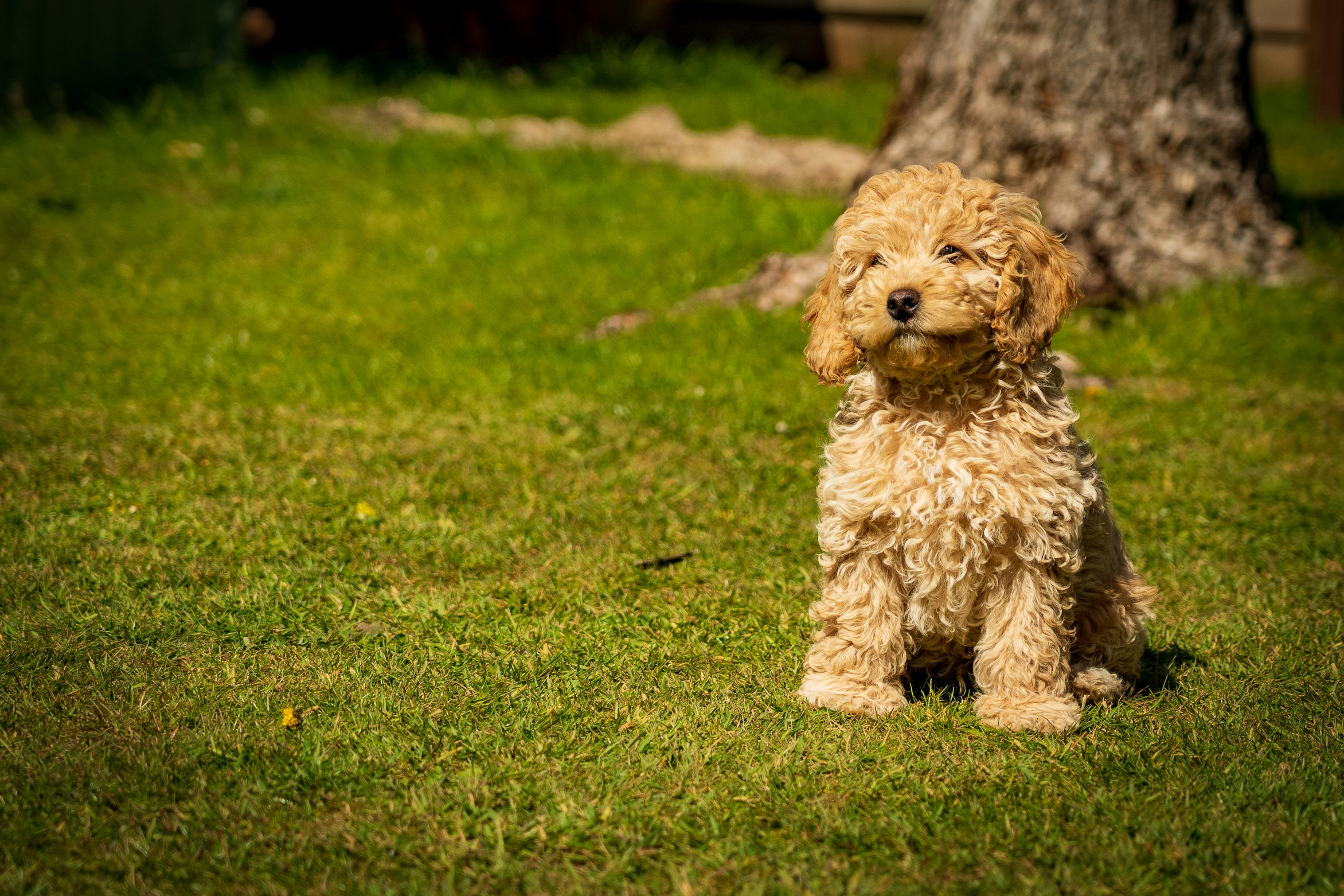 A tan coloured cockapoo puppy sitting down.