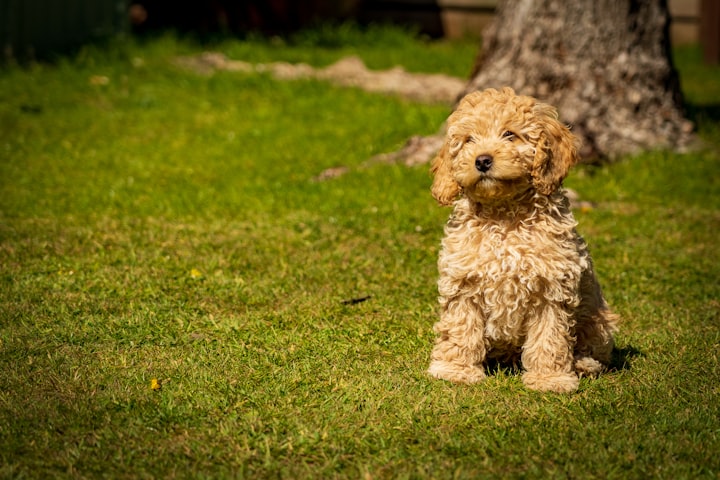 Right Age to Train a Poodle: Quick Tips to Start With