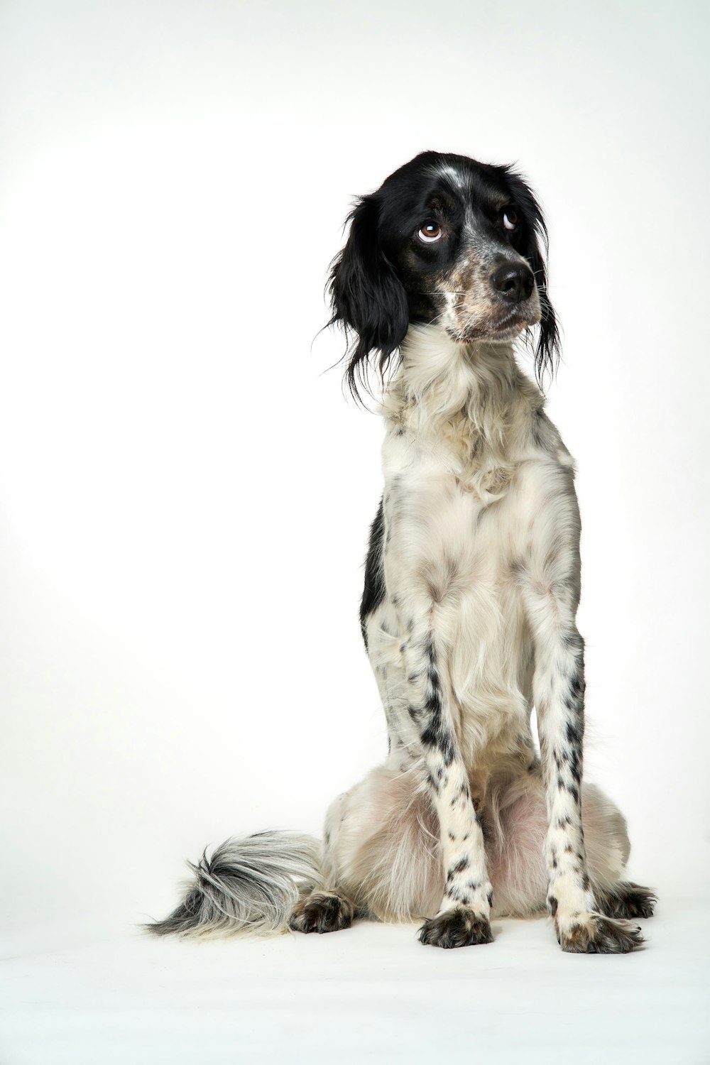 Perro de tamaño pequeño de pelaje largo blanco y negro