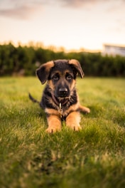 Junghund liegt im Gras - im Junghundekurs der Hundeschule Takoda in Göttingen 