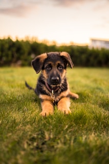 Junghund liegt im Gras - im Junghundekurs der Hundeschule Takoda in Göttingen 