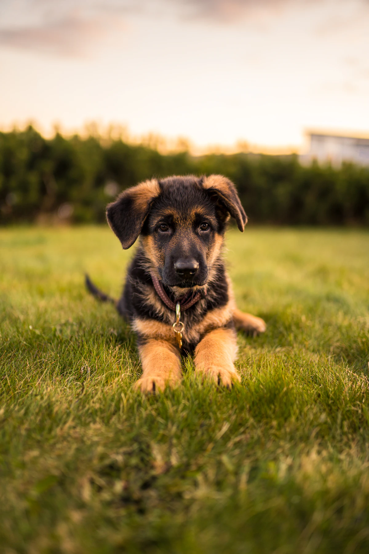 German Shepherd dog