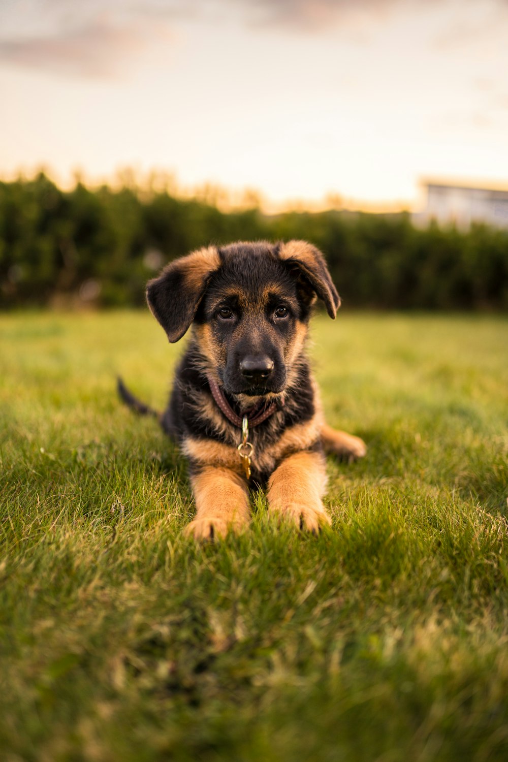 Puppy Dog Pictures | Download Free Images on Unsplash