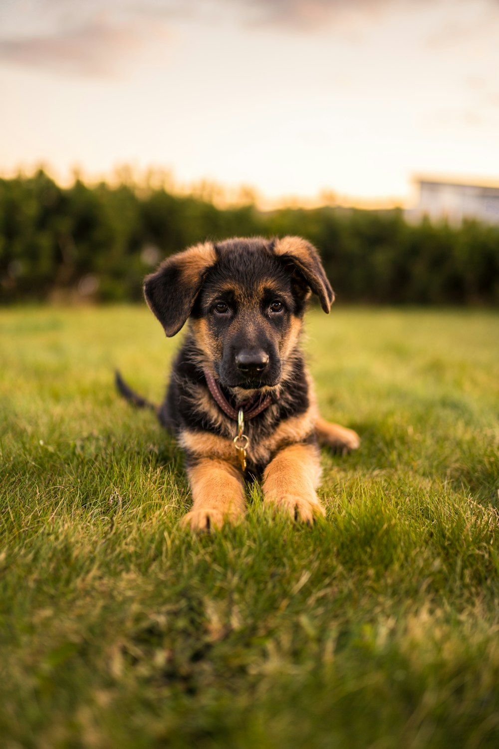 black and tan german shepherd puppy lying on green grass field during daytime