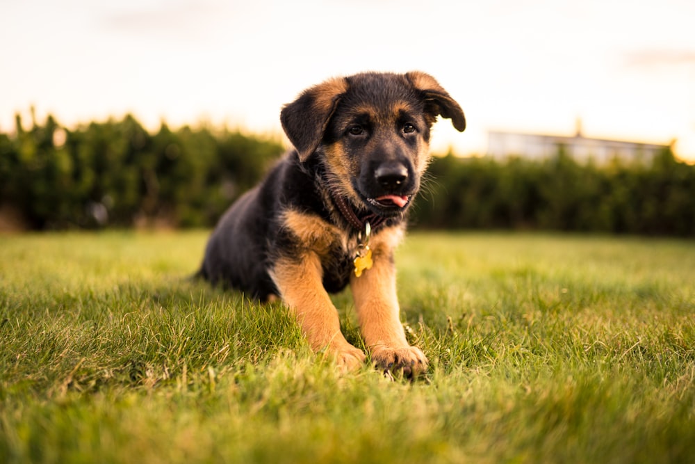 black and tan short coat medium sized dog lying on green grass field during daytime