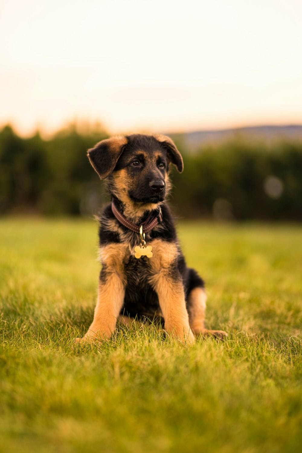 black and tan short coat puppy running on green grass during daytime
