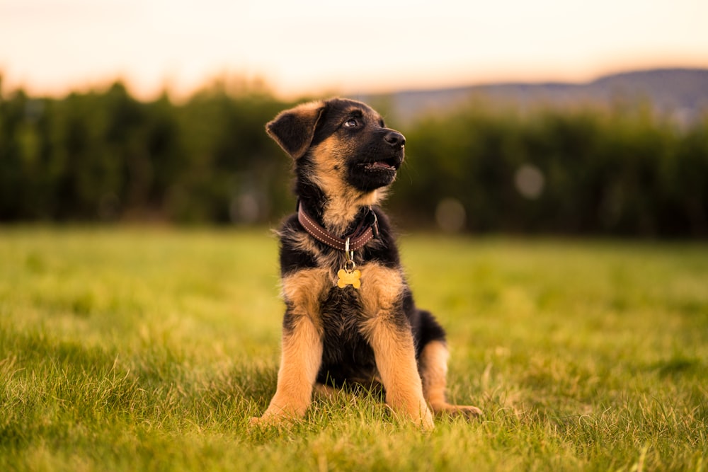 black and tan short coat medium sized dog on green grass field during daytime