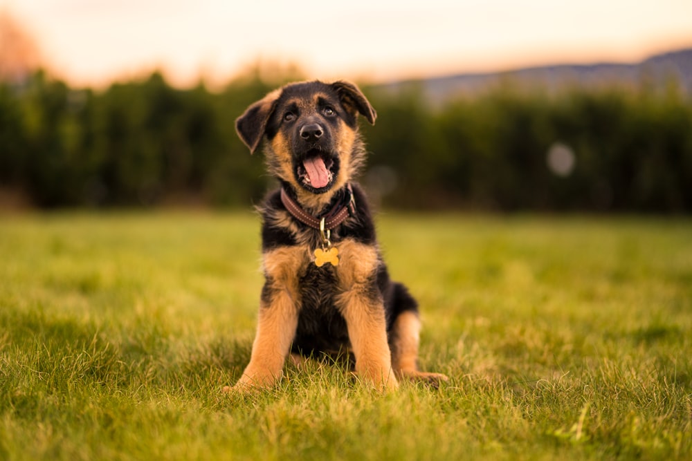 black and tan short coat medium dog running on green grass field during daytime