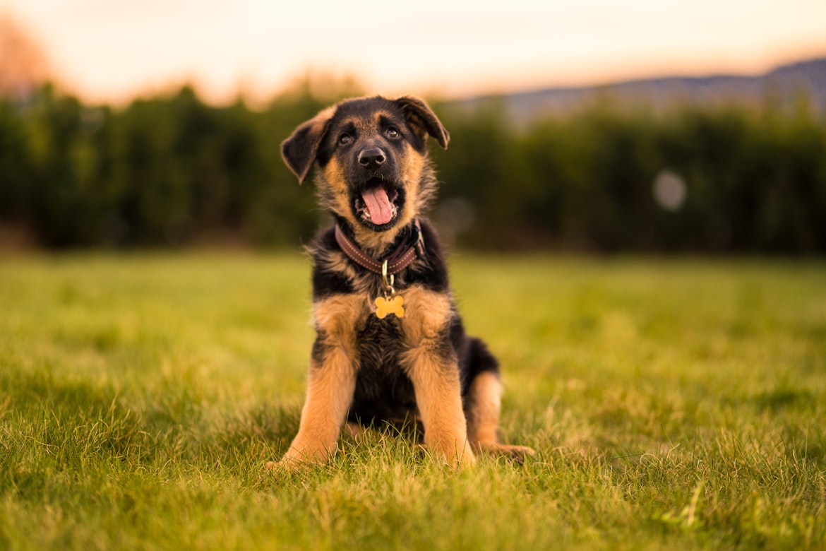 A German Shepherd puppy is sitting in a grassy field. It is yawning.