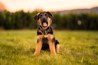 A happy black and tan puppy sitting in a grassy field wearing a yellow tag