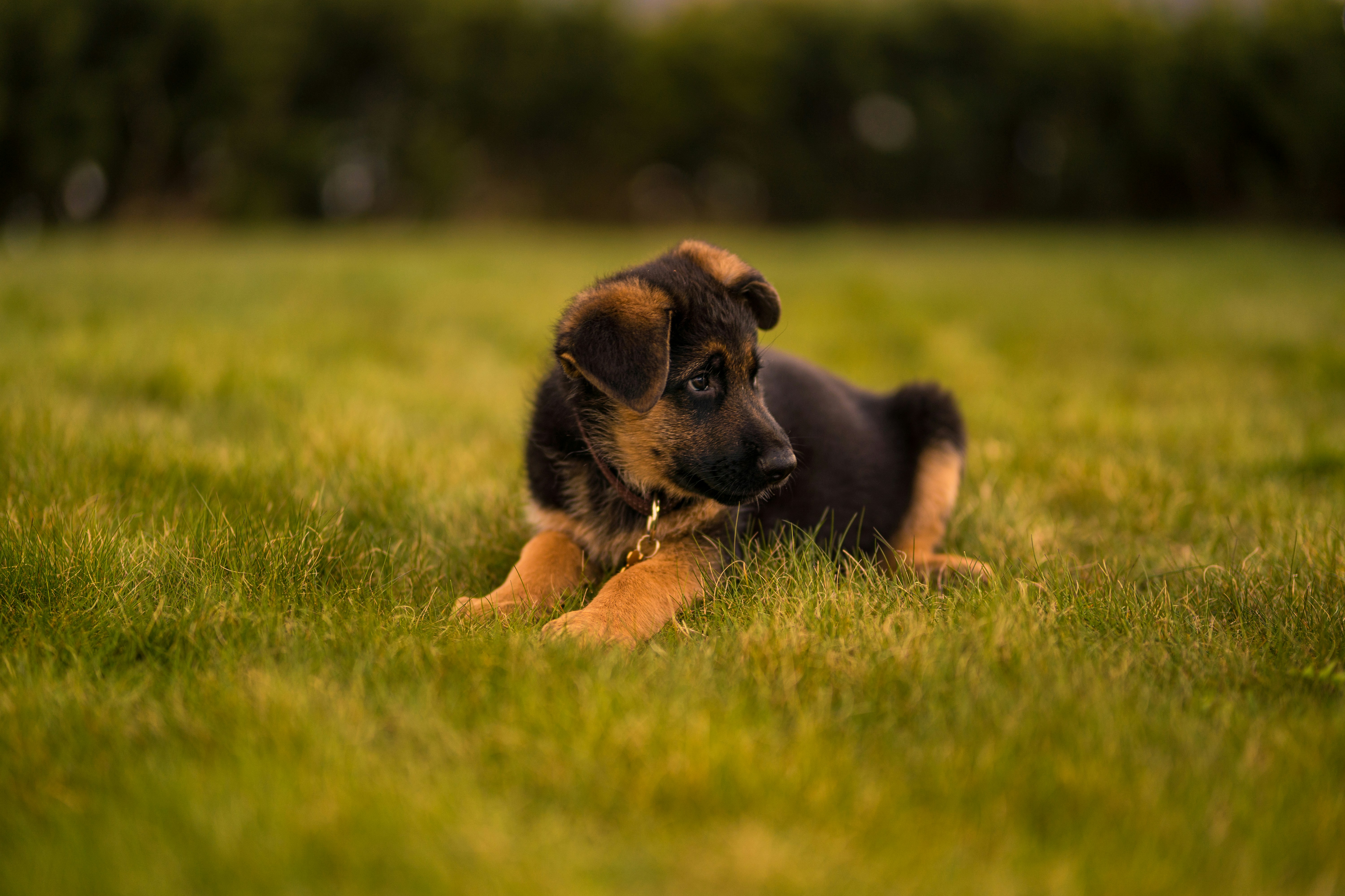 german shepherd puppy