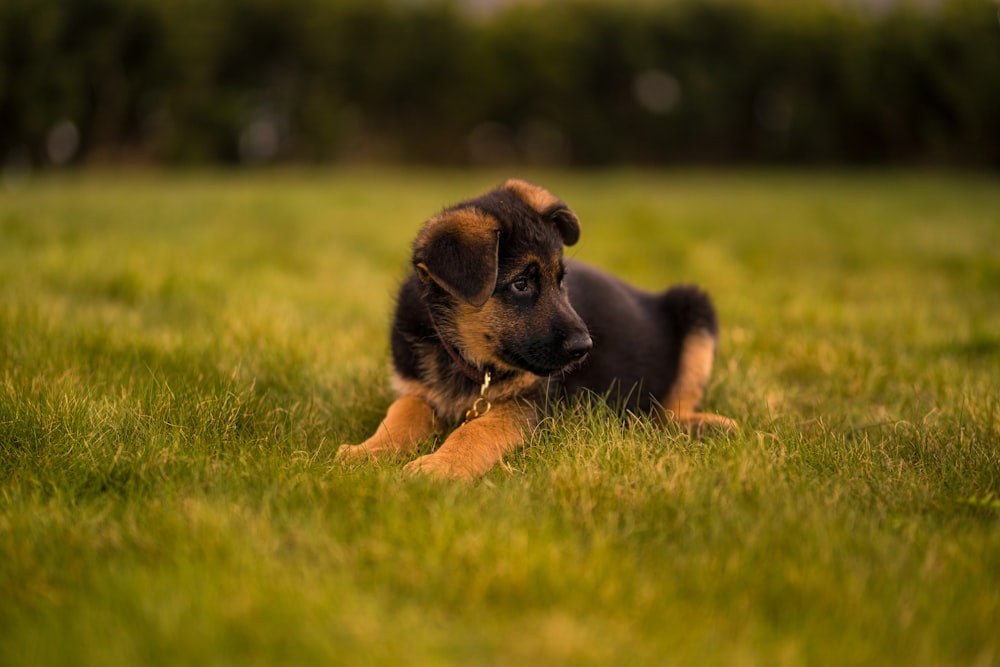 black and tan short coat puppy on green grass field during daytime