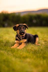 black and tan short coat puppy lying on green grass field during daytime