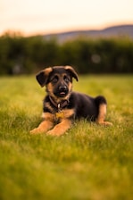A young German Shepherd puppy lies on a grassy field with a small bone-shaped tag hanging from its collar. The background shows a blurred line of trees and a softly lit, overcast sky.