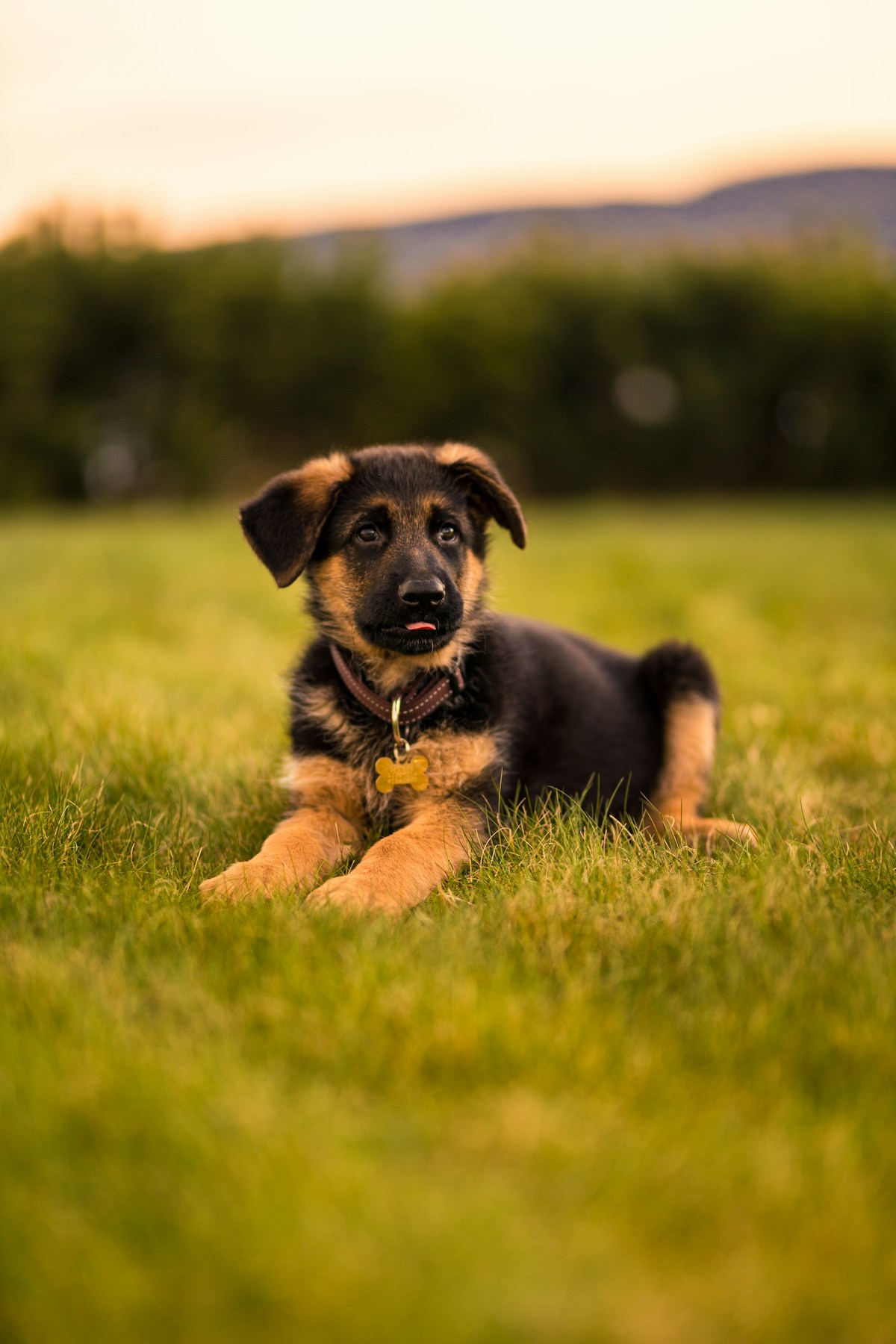 Puppy training image background image